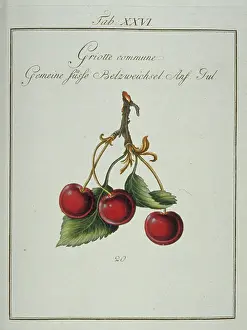 Communis: Prunus cerasus, common morello cherry