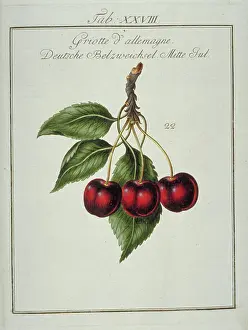 Communis: Prunus cerasus, German morello cherry