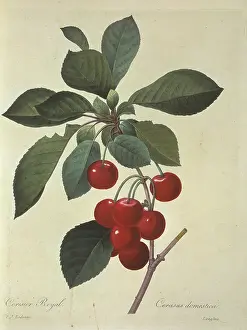Fleurs: Prunus cerasus, sour cherry tree
