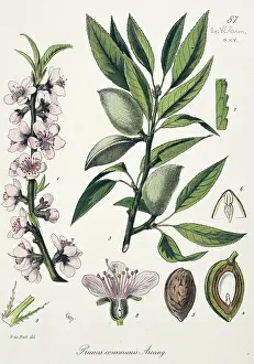 Almond: Prunus communis, almond