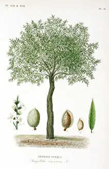 Almond: Prunus communis, almond tree