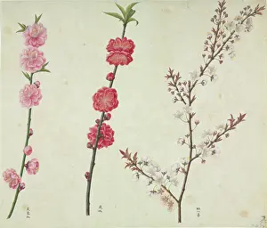 Amygdaleae: Prunus cv