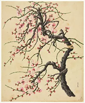 Amygdaleae: Prunus cv. hybrid tree