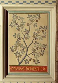 Fabidae: Prunus domestica, plum