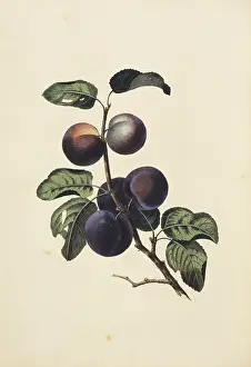 Amygdaleae: Prunus domestica, plum tree
