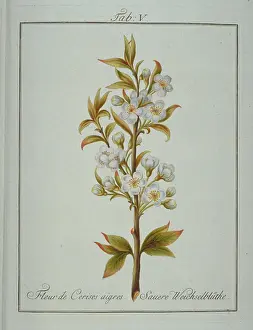 Franconica: Prunus emarginata, flower of bitter cherry