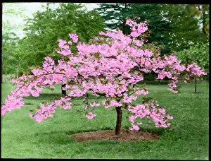 Prunus: Prunus (Flowering Cherry Tree) in blossom