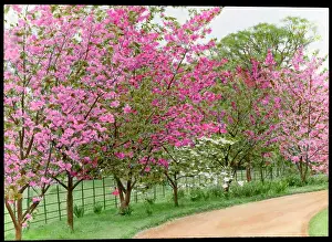 Prunus: Prunus (Flowering Cherry Tree) in blossom