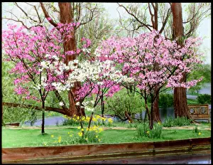 Daffodil: Prunus (Flowering Cherry Tree) in blossom