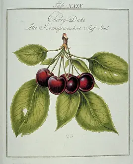 Amygdaleae: Prunus gondouinii, duke cherry
