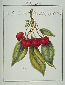 Amygdaleae: Prunus gondouinii, May duke cherry