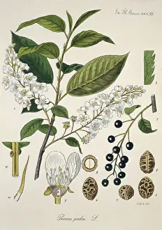 Gunther: Prunus padus L. XXV 95, bird cherry