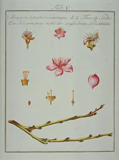 Amygdaleae: Prunus persica, bud and elements of peach flower
