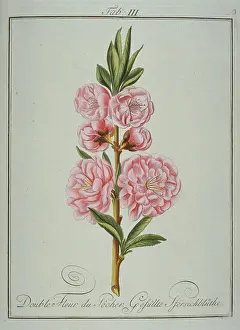 Amygdaleae: Prunus persica, double peach flower
