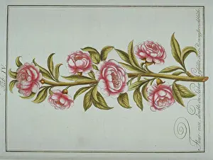 Amygdaleae: Prunus persica, double rose-flowered peach