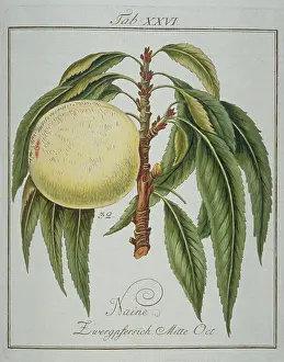 Amygdaleae: Prunus persica, dwarf peach
