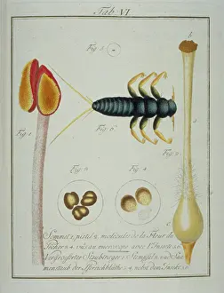 Amygdaleae: Prunus persica, elements of peach flower