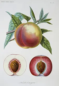 Horticultural: Prunus persica, nectarine