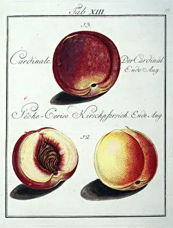 Amygdaleae: Prunus persica, peach