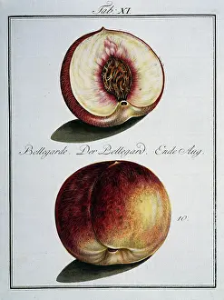 Amygdaleae: Prunus persica, peach