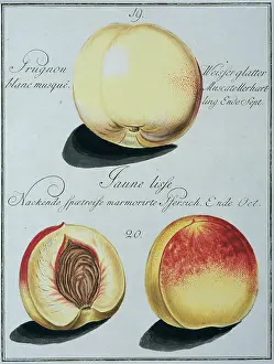 Amygdaleae: Prunus persica, peach