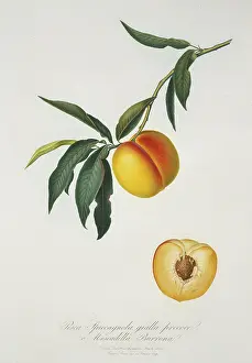 Fabidae: Prunus persica, peach