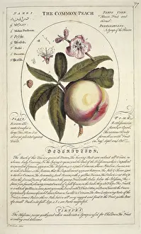 Juicy: Prunus persica, peach