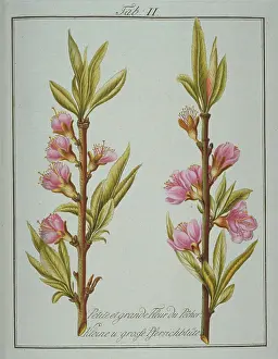 Amygdaleae: Prunus persica, small and large peach flower