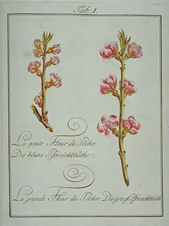 Amygdaleae: Prunus persica, small peach flower (left), large peach flowe