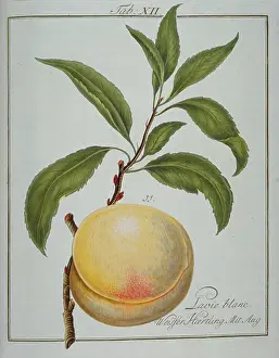 Amygdaleae: Prunus persica, white clingstone peach