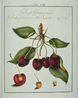 Franconica: Prunus serotina, large black cherry