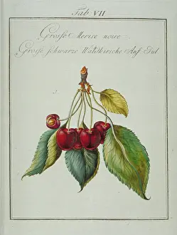 Franconica: Prunus serotina, large wild black cherry