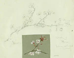 Prunes: Prunus sketches