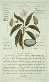 Almond: Prunus sp. almond tree