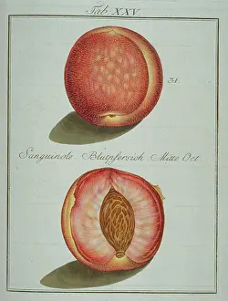 Amygdaleae: Prunus sp. blood-red peach