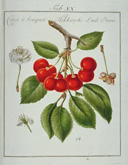 Franconica: Prunus sp. bunched cherry