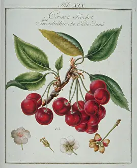 Amygdaleae: Prunus sp. cherry