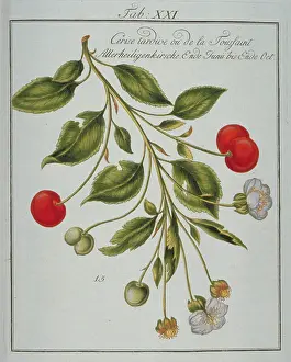 Amygdaleae: Prunus sp. cherry