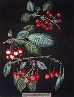Juicy: Prunus sp. cherry