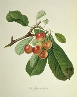 Juicy: Prunus sp. cherry (Bigarreau Cherry)
