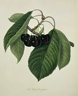 Circassian: Prunus sp. cherry (Black Circassian Cherry)