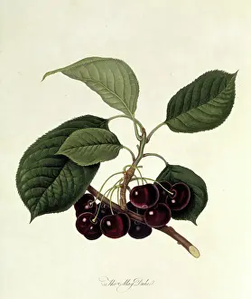 Londinensis: Prunus sp. cherry (The May Duke Cherry)