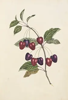 Amygdaleae: Prunus sp, cherry tree