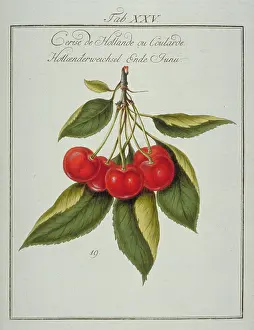 Amygdaleae: Prunus sp. Dutch cherry