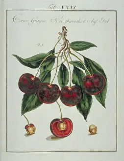 Amygdaleae: Prunus sp. heart cherry