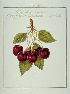 Franconica: Prunus sp. large blackheart cherry