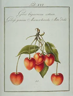 Franconica: Prunus sp. large common whiteheart cherry