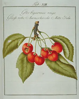 Franconica: Prunus sp. large red whiteheart cherry