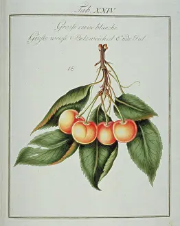 Amygdaleae: Prunus sp. large white cherry