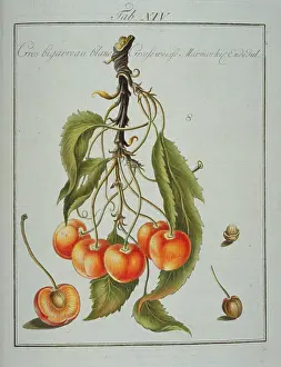 Franconica: Prunus sp. large whiteheart cherry